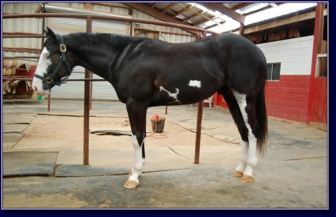 Rocki On My Jet, paint gelding pleasure prospect for sale!