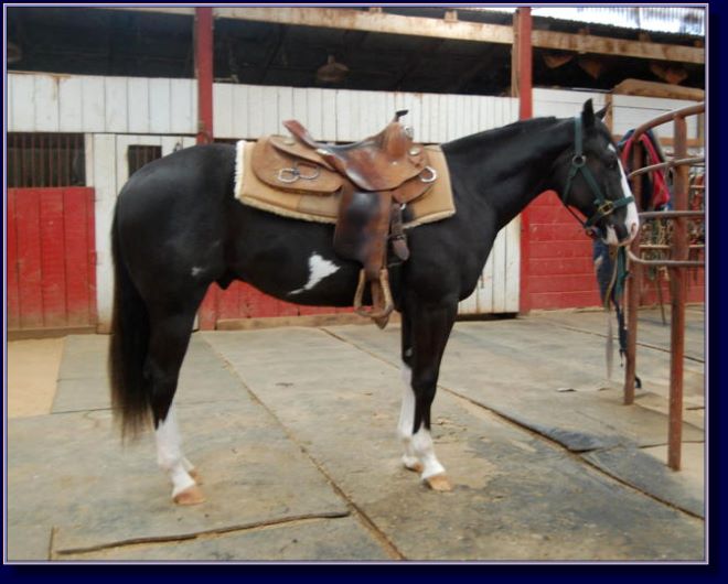 Rocki On My Jet, paint gelding pleasure prospect for sale!