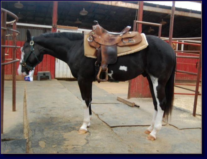 Rocki On My Jet, paint gelding pleasure prospect for sale!