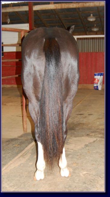 Rocki On My Jet, paint gelding pleasure prospect for sale!