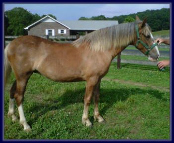 Horse For Sale