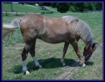 Horse For Sale