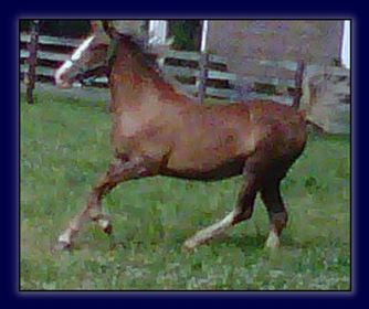 Horse For Sale