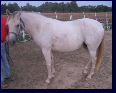 Arabian Horse For Sale