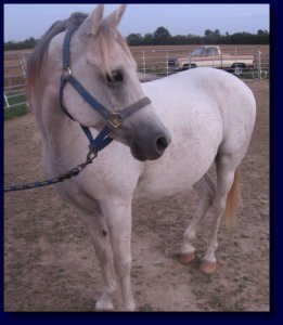 Arabian Horse For Sale