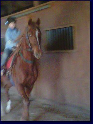 Horse For Sale