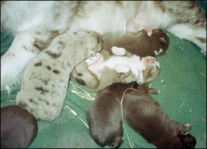 Australian Shepherd Puppies For Sale