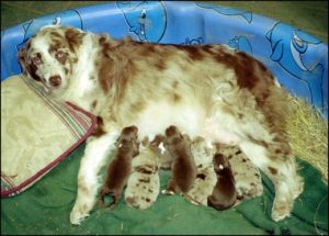 Australian Shepherd Puppies For Sale