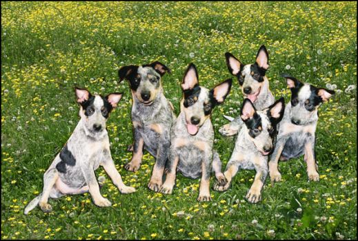 Dogs4Sale jpg