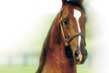 Welcome to Peavine Creek Farm and Stables!