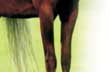 Welcome to Peavine Creek Farm and Stables!