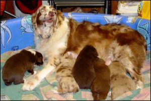 Australian Cattle Dog  Puppies for Sale!