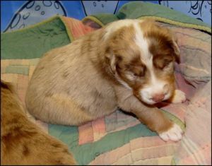Australian Cattle Dog  Puppies for Sale!