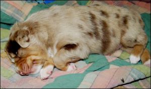 Australian Cattle Dog  Puppies for Sale!