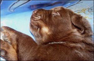 Australian Cattle Dog  Puppies for Sale!