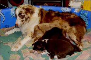 Australian Cattle Dog  Puppies for Sale!