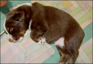 Australian Cattle Dog Puppies for Sale!