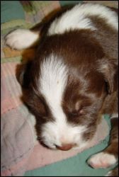 Australian Cattle Dog Puppies for Sale