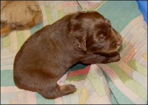 Australian Cattle Dog Puppies for Sale