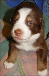 Australian Cattle Dog Puppies for Sale