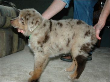 Australian Shepherd Puppies For Sale