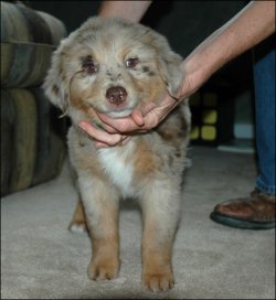 Australian Shepherd Puppies For Sale