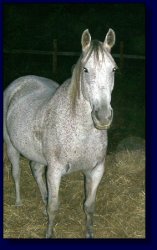 Grey Thoroughbred/Quarter Horse Cross, Sabor
