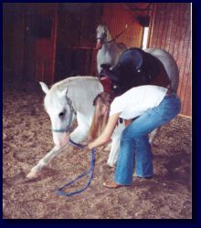 Sky Blue learning to bow w/handler Reagan