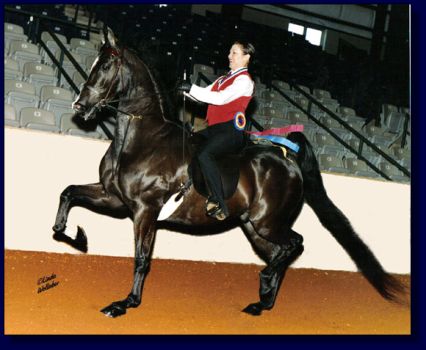 2004 National Academy Finals Championship Winner ~ LaBella's King, Amy Deal up for Peavine Creek Farm!!