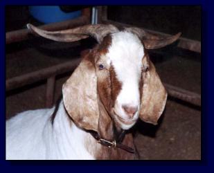 My Favorite Goat (11,421 bytes)