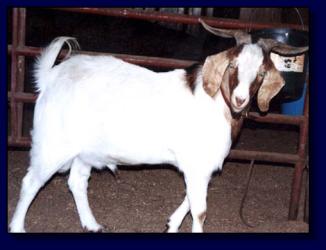 My Favorite Goat (12,924 bytes)