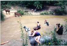 Peavine Creek's Equine Water Sports (6223 bytes)