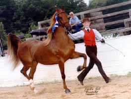 Saddlebred (8418 bytes)