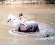 Peavine Creek's Equine Water Sport (3496 bytes)