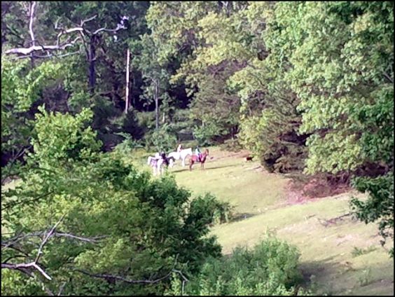 Trail Rides at Peavine Creek Stables