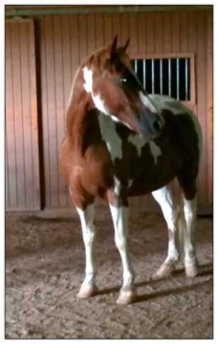 Paint mare for sale