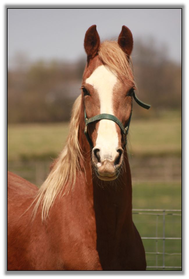 American Saddlebred Gelding For Sale!