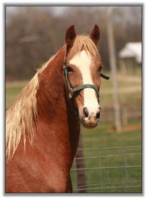 American Saddlebred Gelding For Sale!