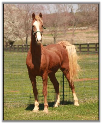 American Saddlebred Gelding For Sale!