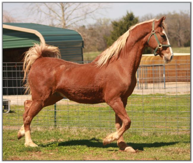 American Saddlebred Gelding For Sale!