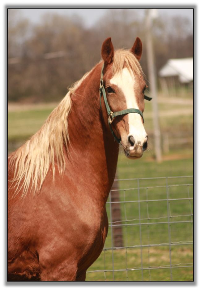 American Saddlebred Gelding For Sale!