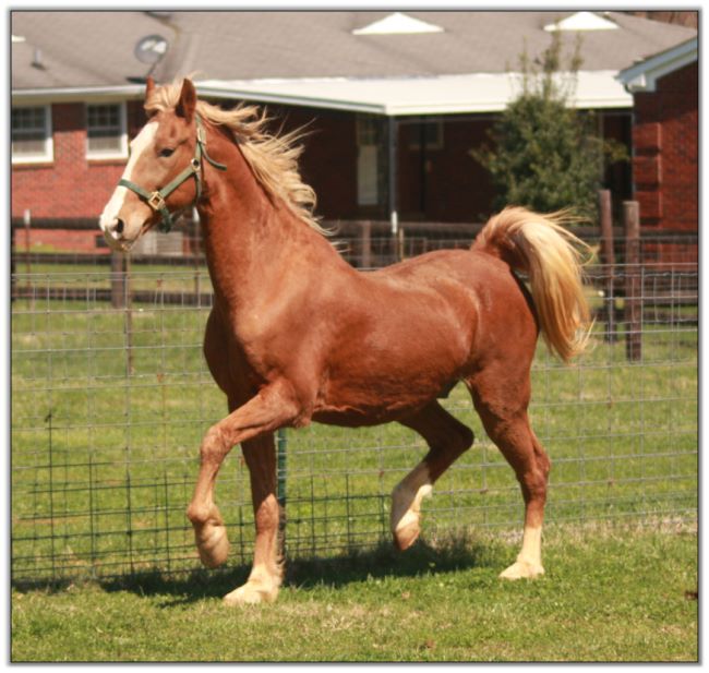 American Saddlebred Gelding For Sale!