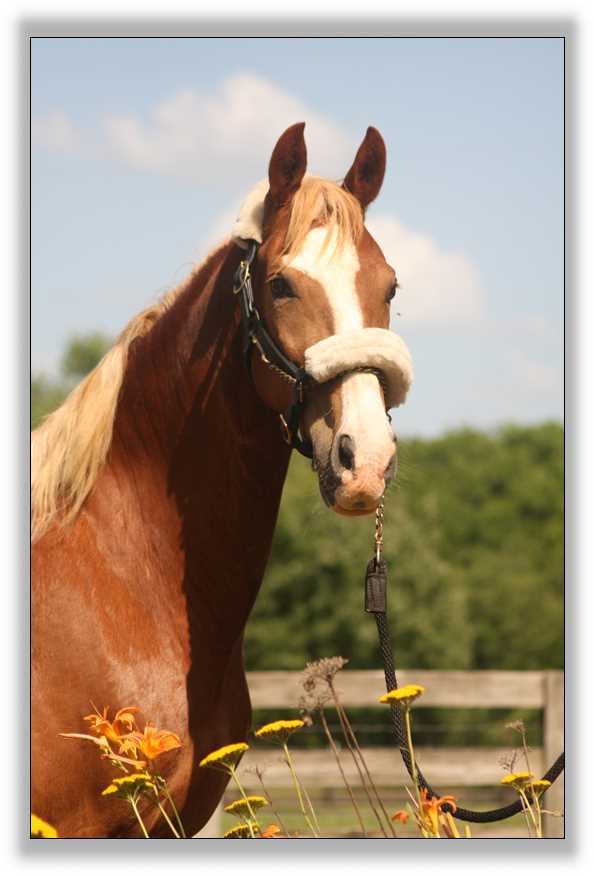 Flash, American Saddlebred Gelding for sale!