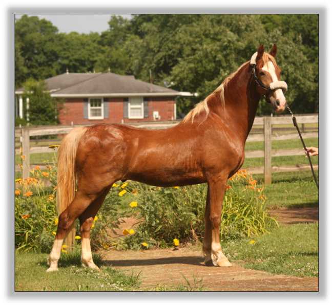 Flash, American Saddlebred Gelding for sale!