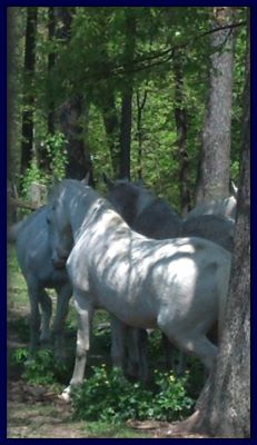 Around Peavine Creek Farm