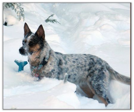 Texas Heeler flown to Alaska