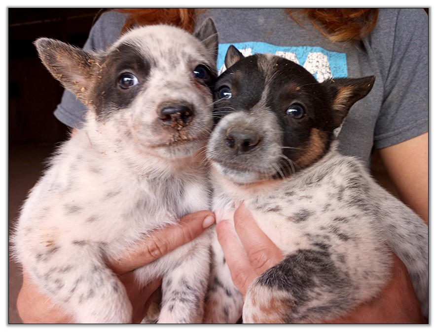 Dogs For Sale American Saddlebred Horses At Peavine Creek Farm