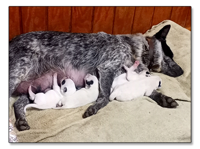 AUSTRALIAN CATTLE DOG PUPS For Sale!