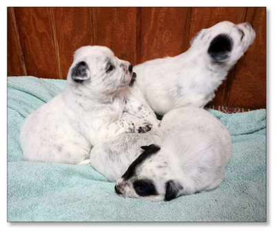 AUSTRALIAN CATTLE DOG PUPS For Sale!