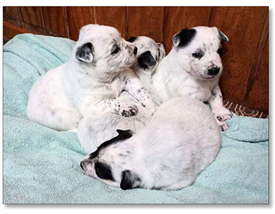 AUSTRALIAN CATTLE DOG PUPS For Sale!